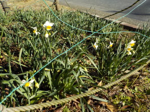 2017年　初水仙の花