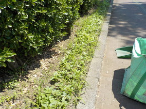 花壇の除草作業①