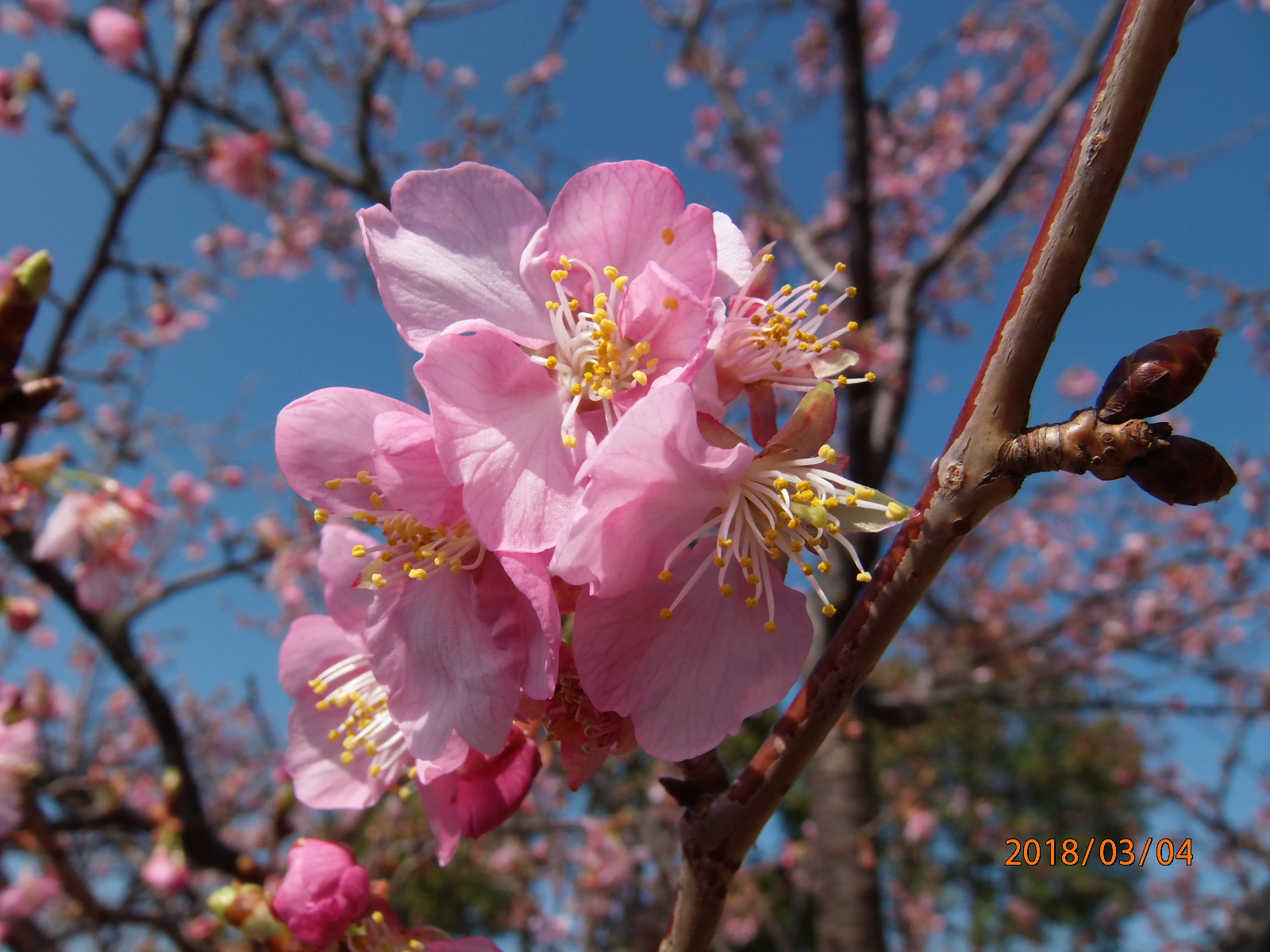 河津桜開花状況 大和ゆとりの森